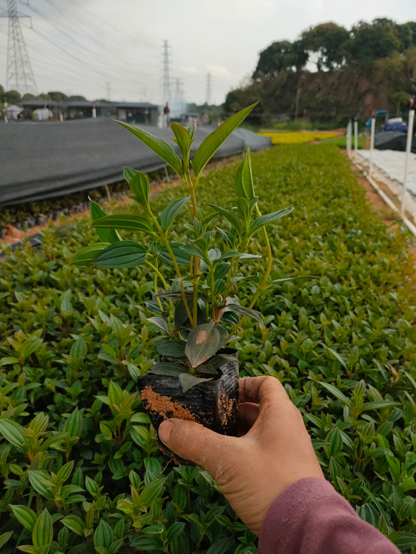 巴西牡丹  长期大量现货供应