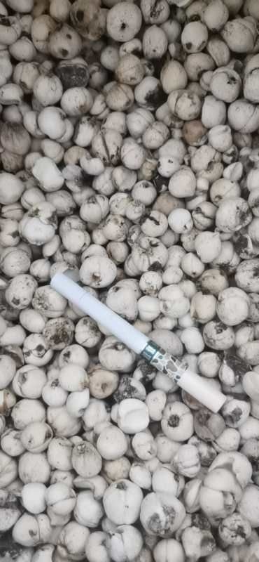 霍尔果斯伊贝母  出售伊犁贝母，货在伊犁