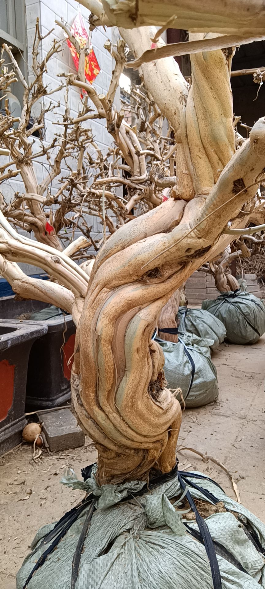 四季金银花苗 金银花老桩批发，产地直销