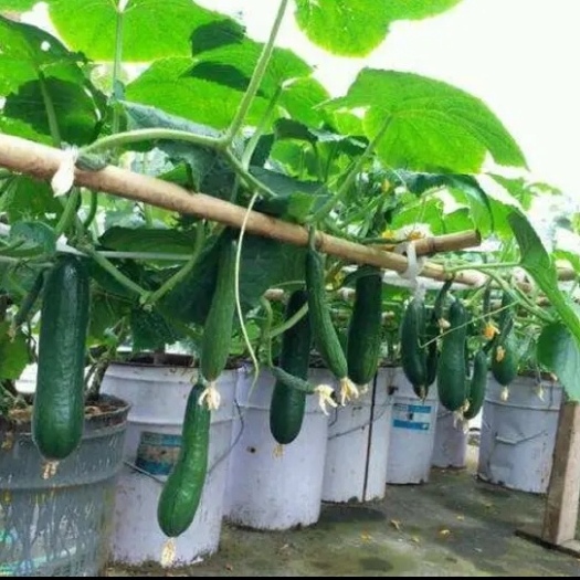 南宁有机营养土  家庭阳台，蔬菜肥土，花盆肥土