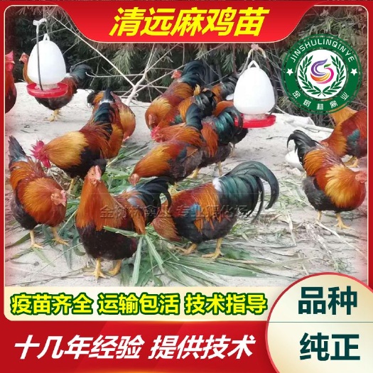 南宁正宗广东清远麻鸡苗土1.5土2号苗土鸡苗大红公鸡苗阉鸡苗品种