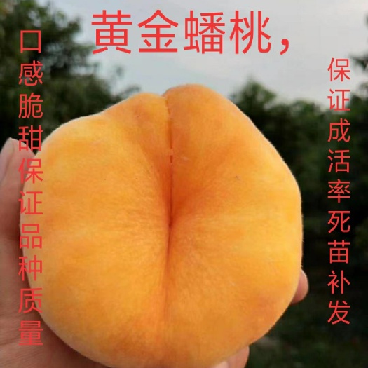 沛县中蟠11号桃树苗  中蟠11，保证品种质量，保证成活率，假一赔十。
