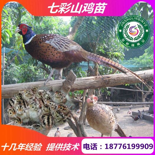 南宁优质七彩山鸡苗，孔雀蓝山鸡苗脱温半大山鸡苗十几年养殖经验
