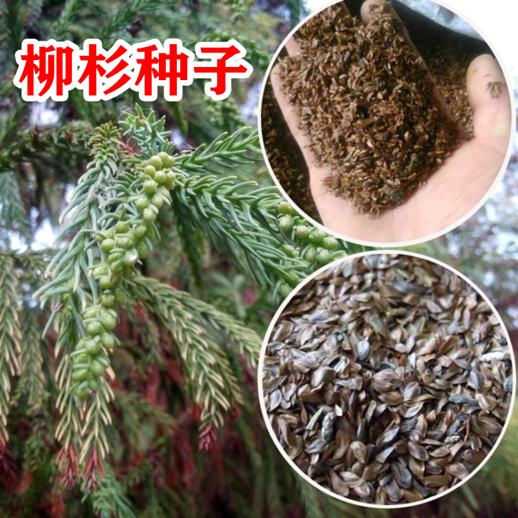 沭阳县柳杉种子长叶孔雀松种子药用庭院观赏行道树种植园林绿化