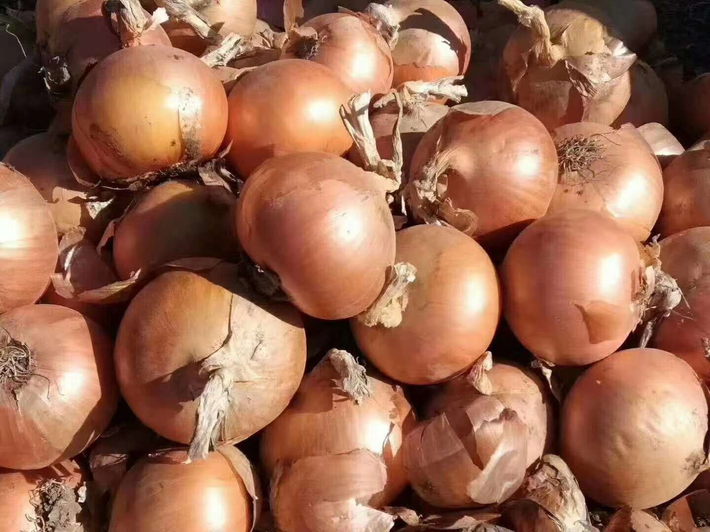 牡丹江尤金885土豆是市场上非常认可的品种黄皮黄心薯型芽眼浅
