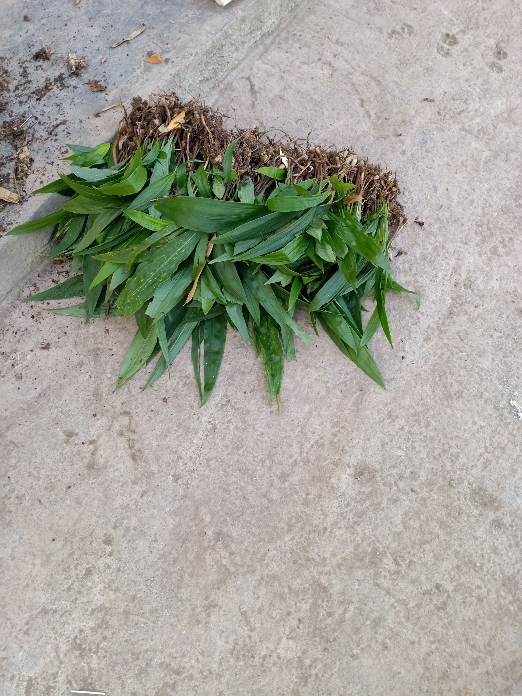 山慈菇种苗  山慈菇