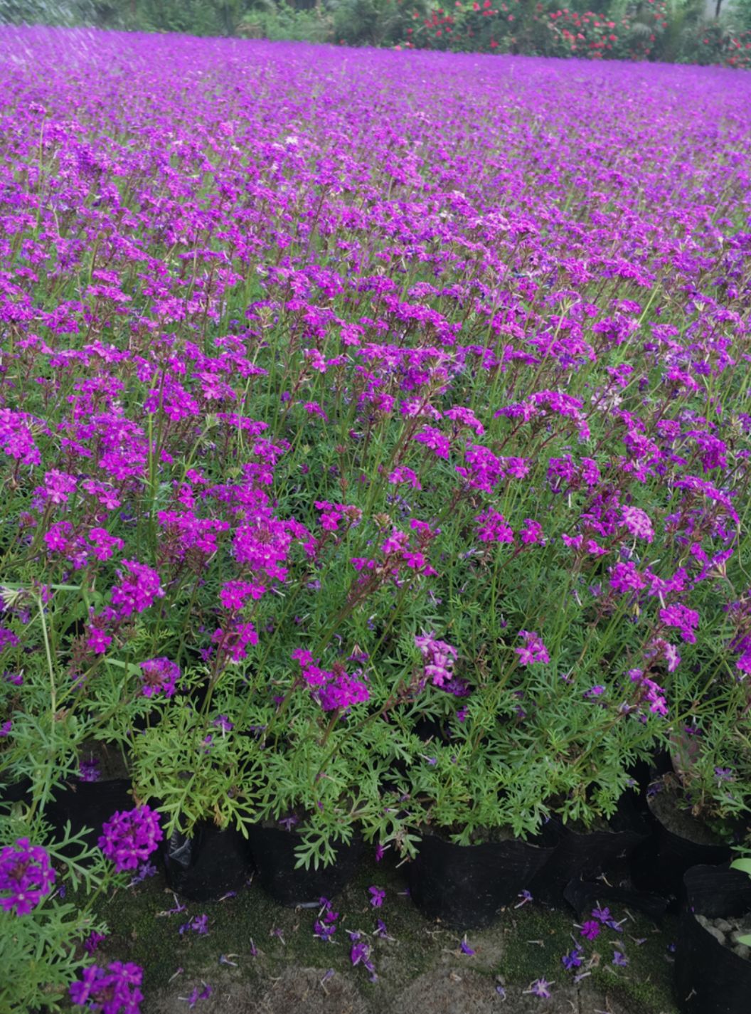  美女樱，花海景观，绿化租摆，需要随时联系