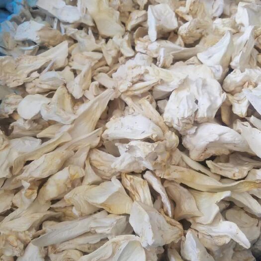 干杏鲍菇  杏鲍菇根片，烘干货，无培养基，过筛，无杂，整齐，