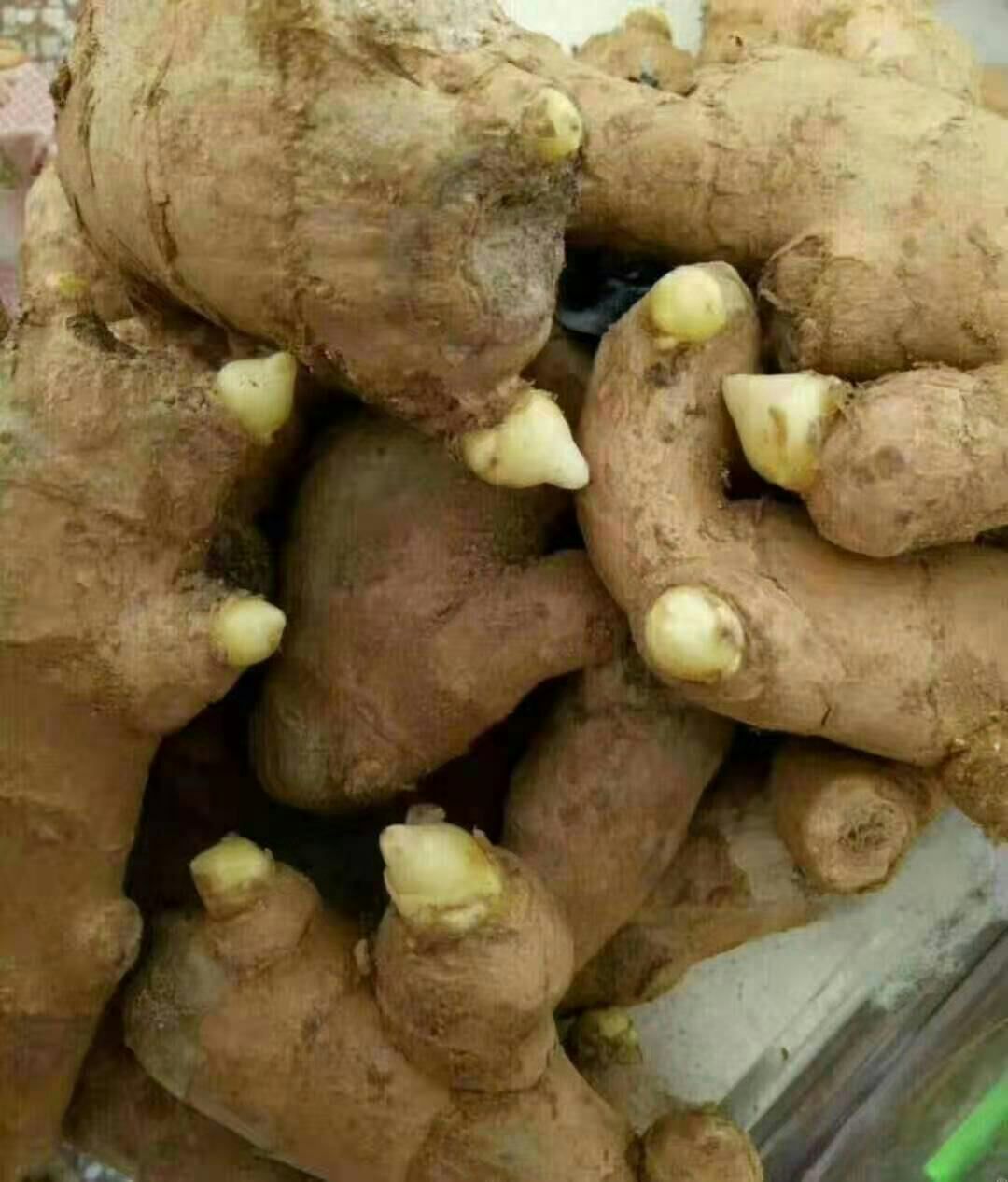 【姜种】批发 368高产王，山东二号，小黄姜种农科院培育