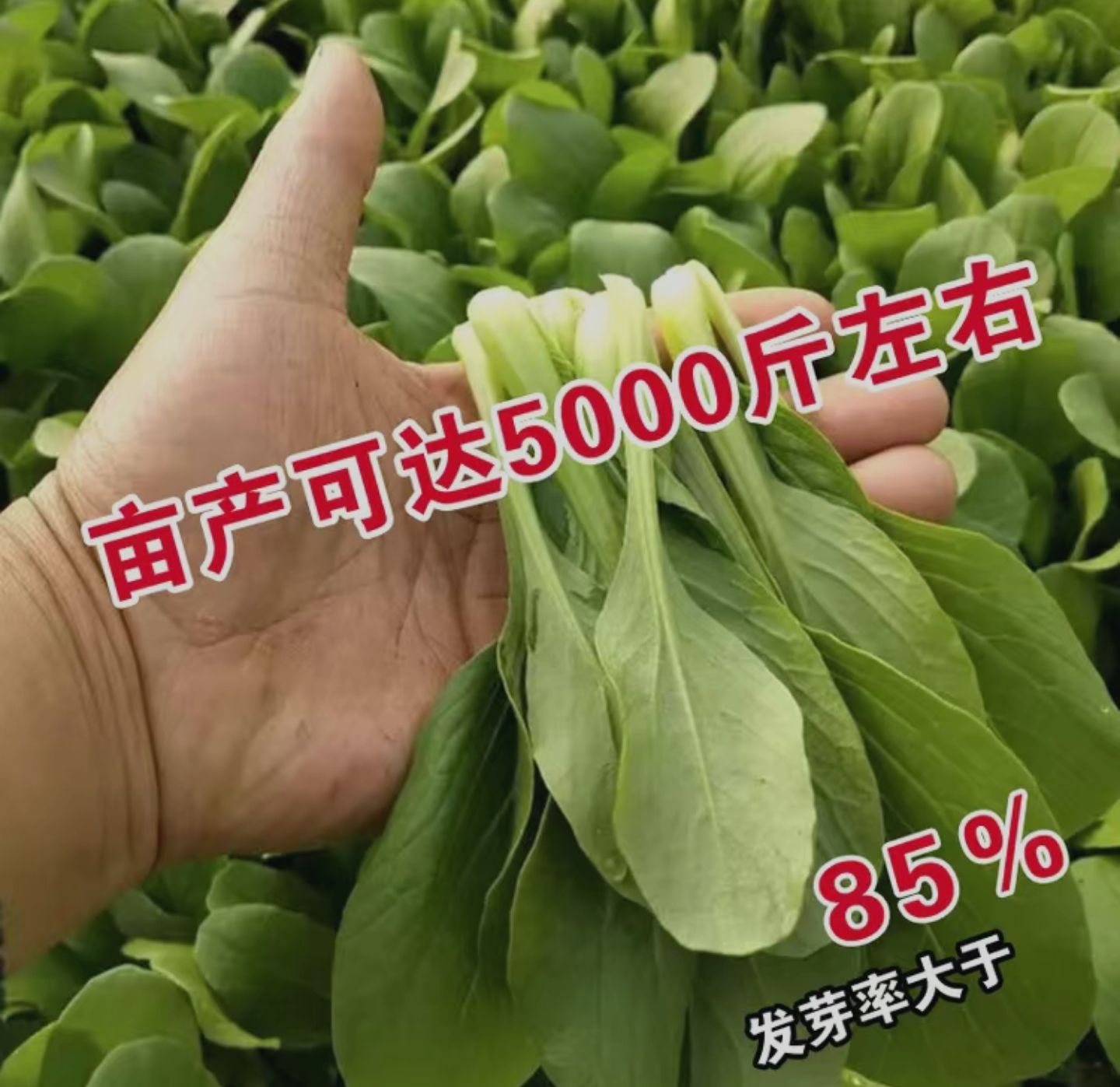 上海青种子 油菜上海青鸡毛菜 蔬菜种子阳台种菜盆栽春秋四季播菜 春夏秋冬