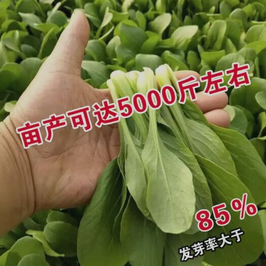 沭阳县上海青种子 油菜上海青鸡毛菜 蔬菜种子阳台种菜盆栽春秋四季播菜 春夏秋冬
