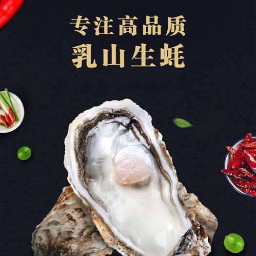 深圳三倍体生蚝 乳山生蚝来自大海的味道，海中牛奶
