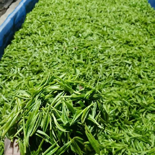 保靖县保靖黄金茶，新鲜茶叶，茶氨酸6％以上