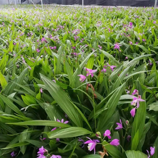 西充县紫花白芨苗  白芨驯化苗，纯紫花，可以视频看货