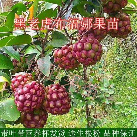 灵山县粉红黑老虎苗  黑老虎树苗 布福娜苗树苗 带土带叶发货 满2棵包邮