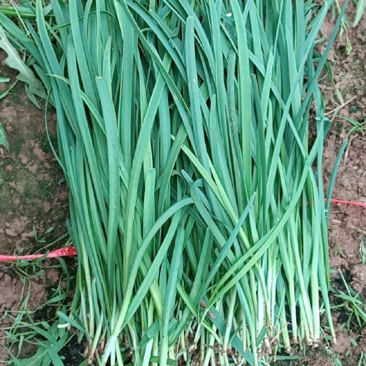 绛县大叶韭菜 二茬 