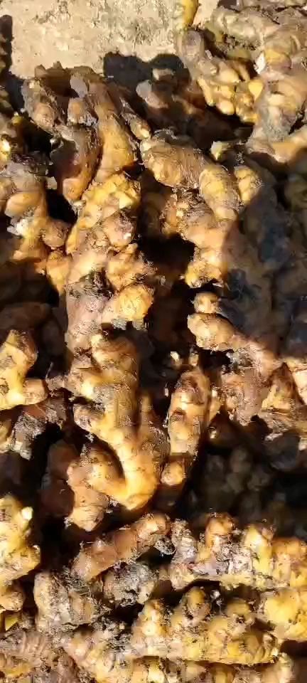 湖南郴州小黄姜，姜种。