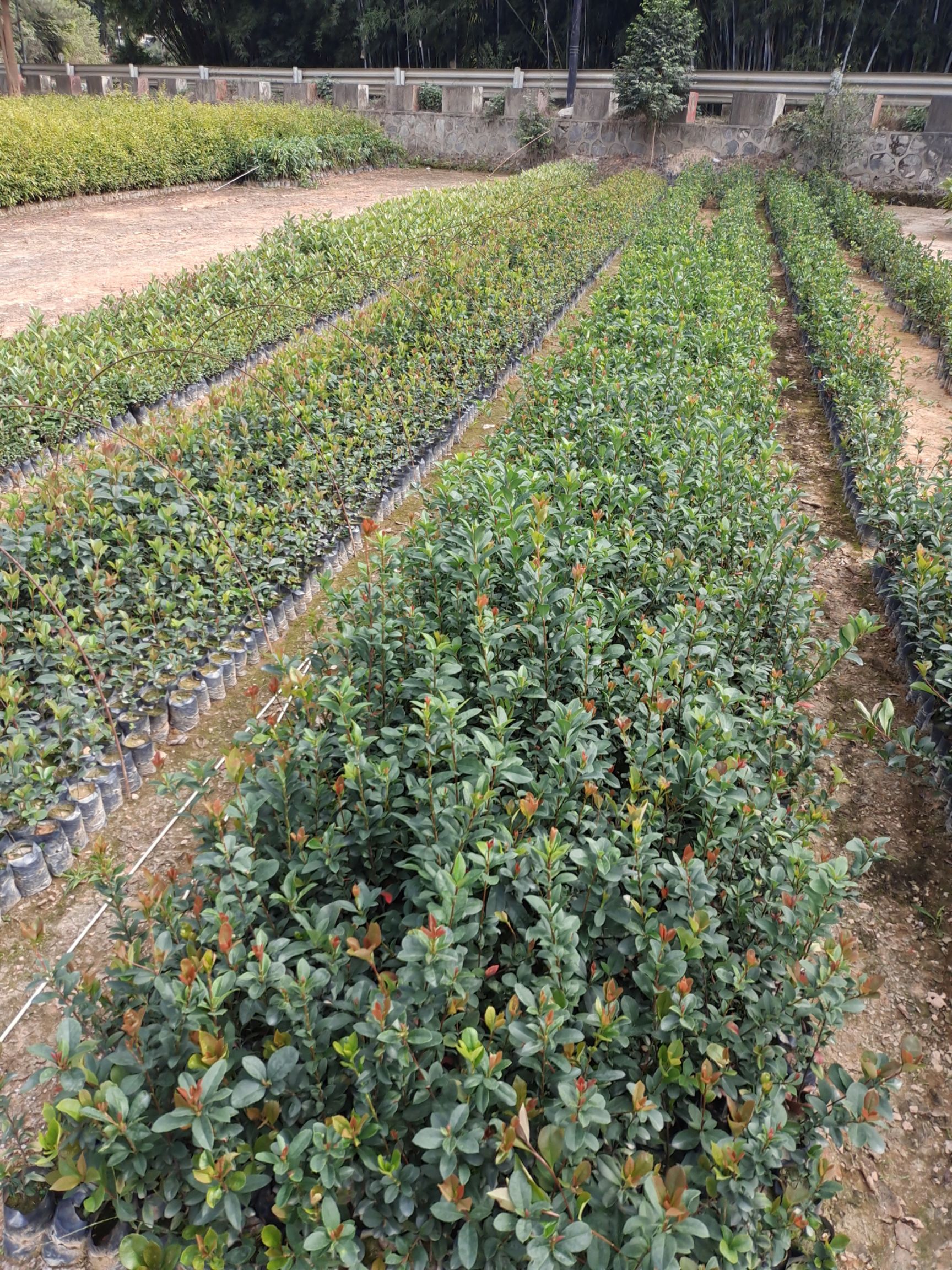 探春花  椿花树苗、车轮梅椿花绿化院庭