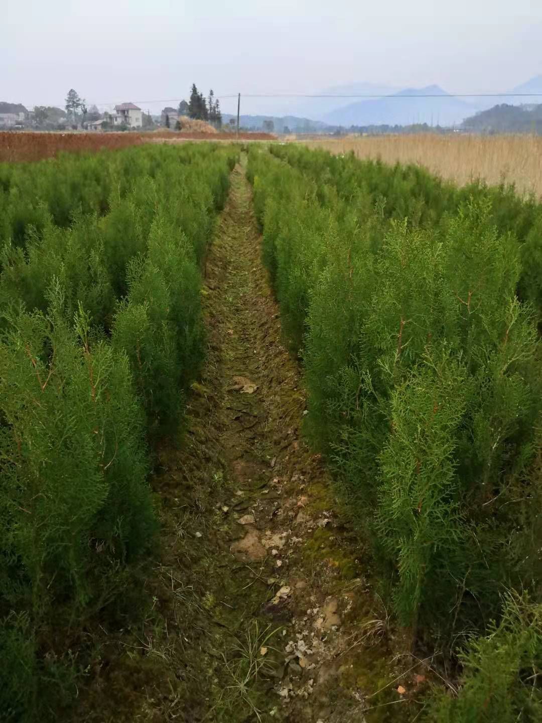 大量供应两年生侧柏小苗，主营罗汉松，枫香，木荷，檫木，桤木等