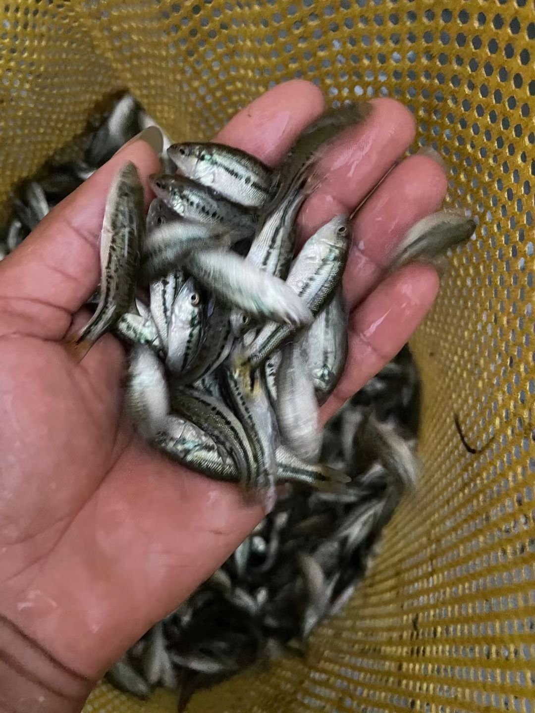 加州鱸魚(yú)苗，