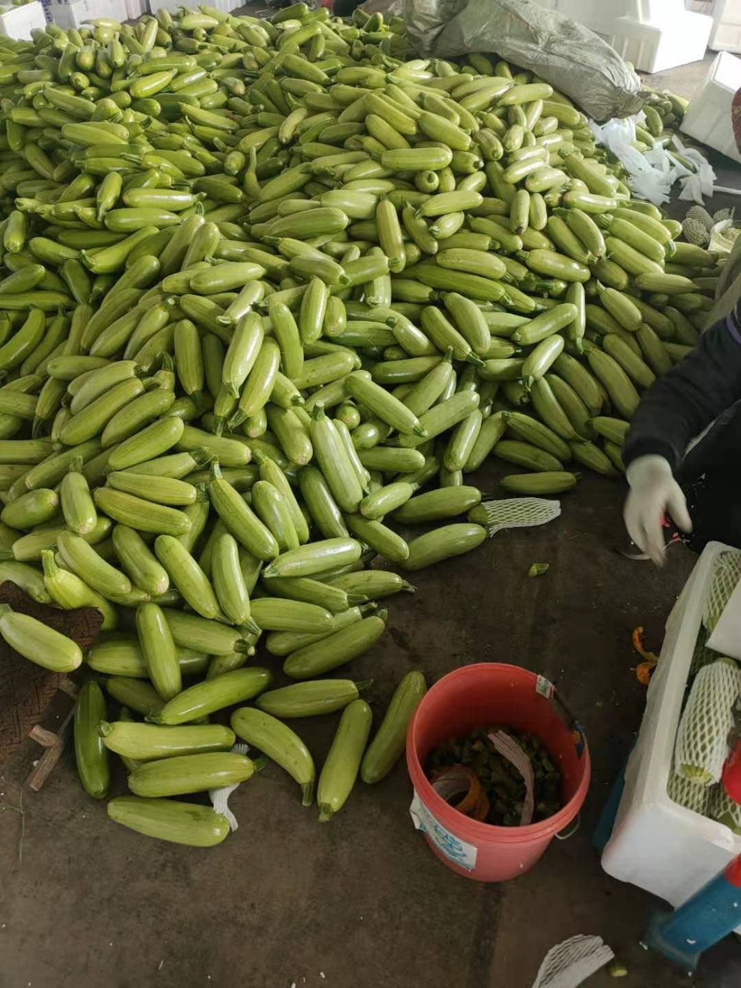 大量出售精品西葫芦