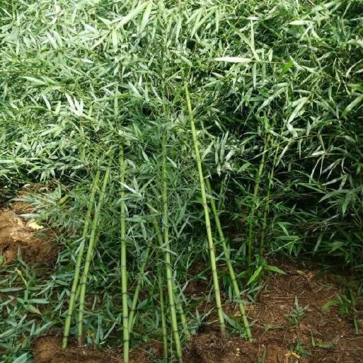沭阳县菜架竹 竹子  青竹  钢竹  紫竹 金香玉竹