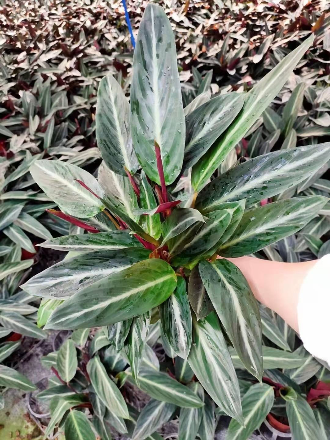 其它苗木  卧花