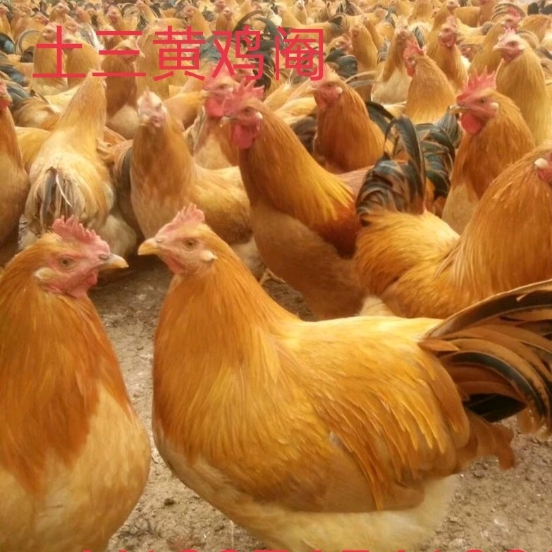 土三黄鸡苗 全国发货 包注射疫苗 运输途中死苗包赔
