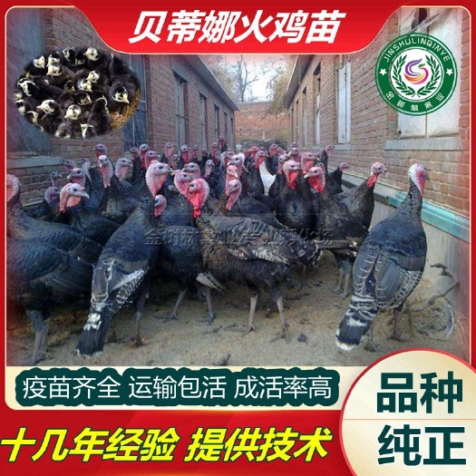 南宁大种贝蒂娜娜黑火鸡苗 青铜花火鸡苗 巨型尼古拉白黑火鸡苗