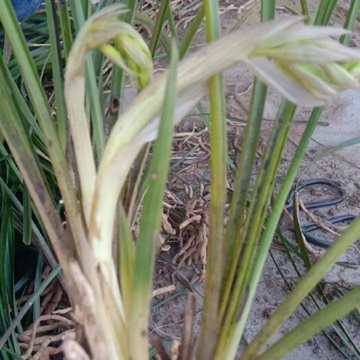 荆门蕙兰  大花慧兰