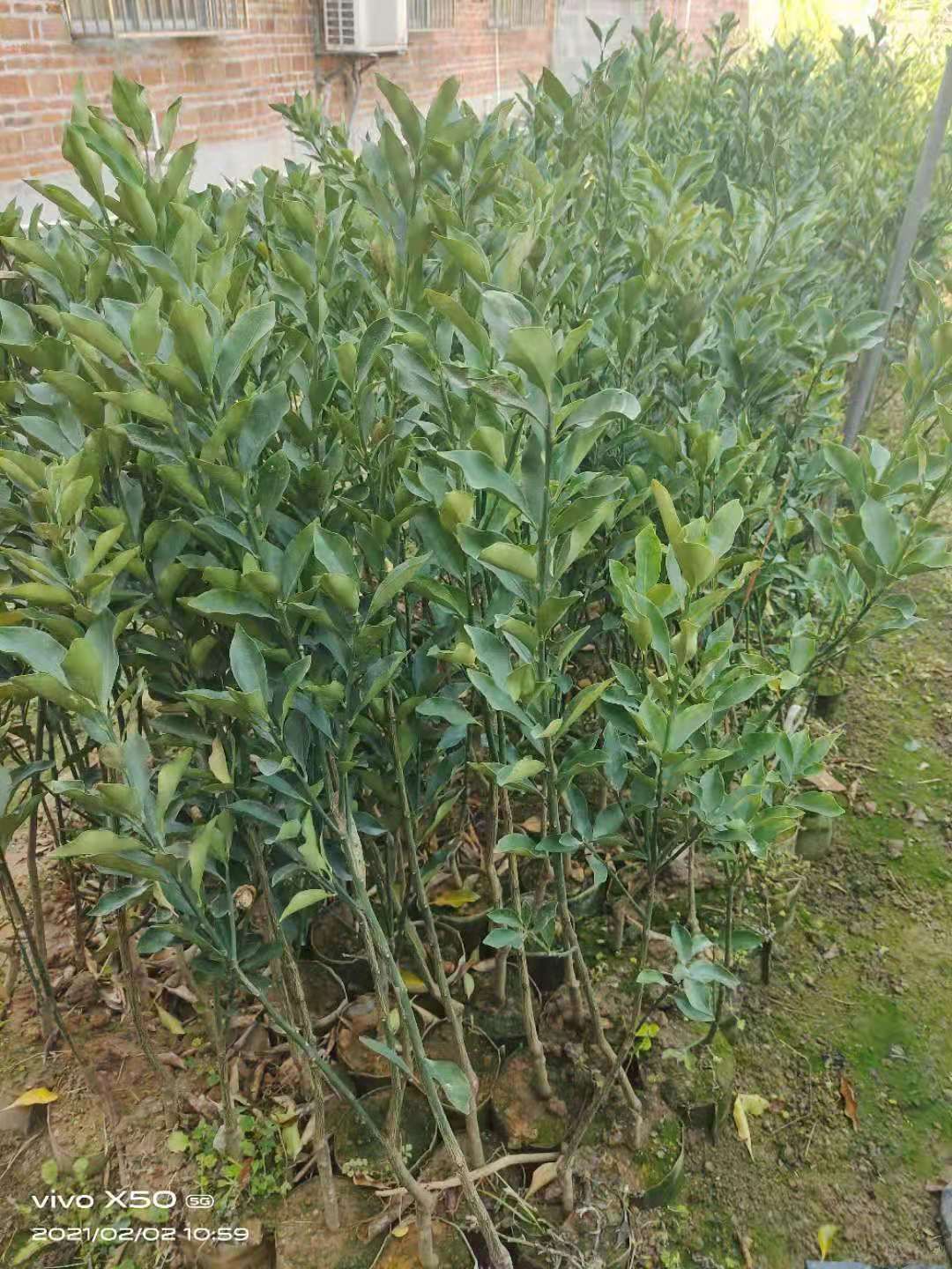 脆蜜金柑苗  脆蜜金柑树苗，广西融安脆蜜金桔树苗
