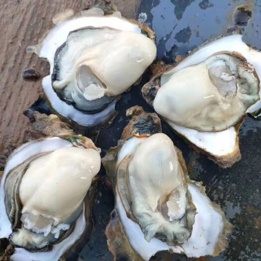广州牡蛎  广东湛江生蚝台山生蚝整箱批发