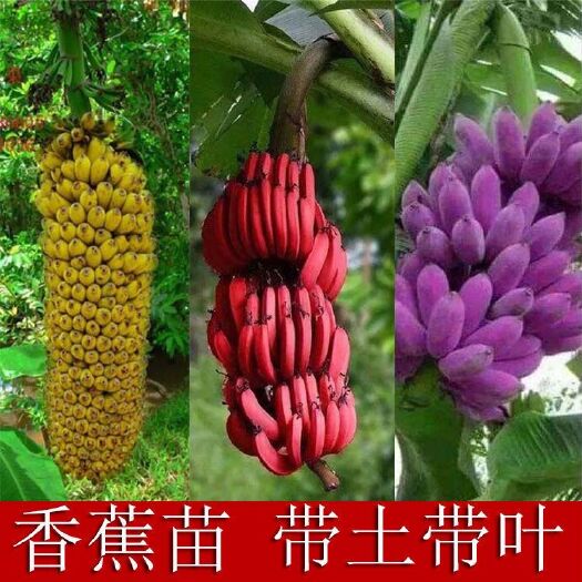 灵山县香蕉苗矮化芭蕉皇帝蕉粉蕉红香蕉苗南北方四季抗寒可庭院盆栽地栽