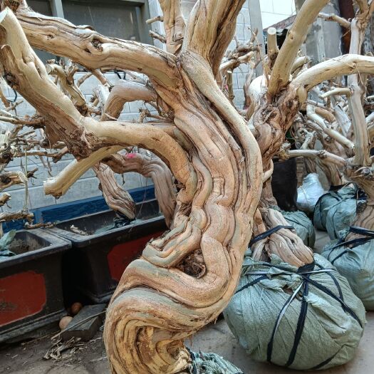 巨鹿县四季金银花苗 金银花老桩批发，产地直销