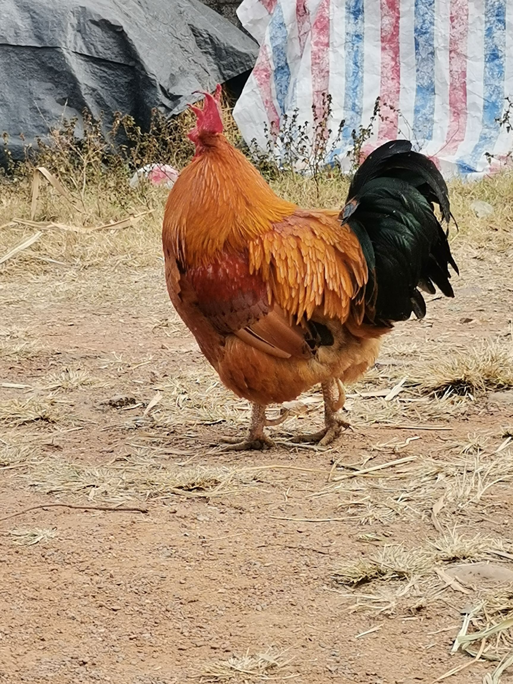 土鸡 土童鸡