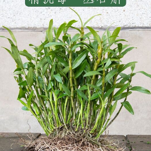 合江县 吊兰花种苗
