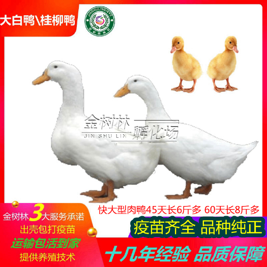 南宁广西大种白鸭苗樱桃谷桂柳鸭苗 快大型肉鸭苗北京大白鸭肉鸭苗