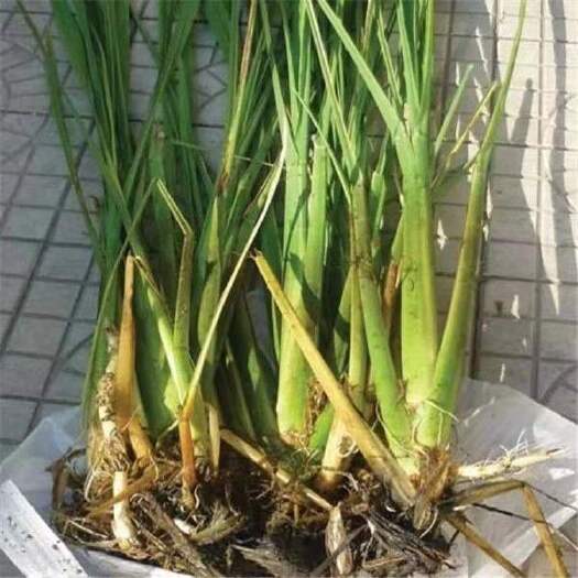 沭阳县茭白种苗  早熟高产双季茭白苗现挖高产茭瓜高瓜苗