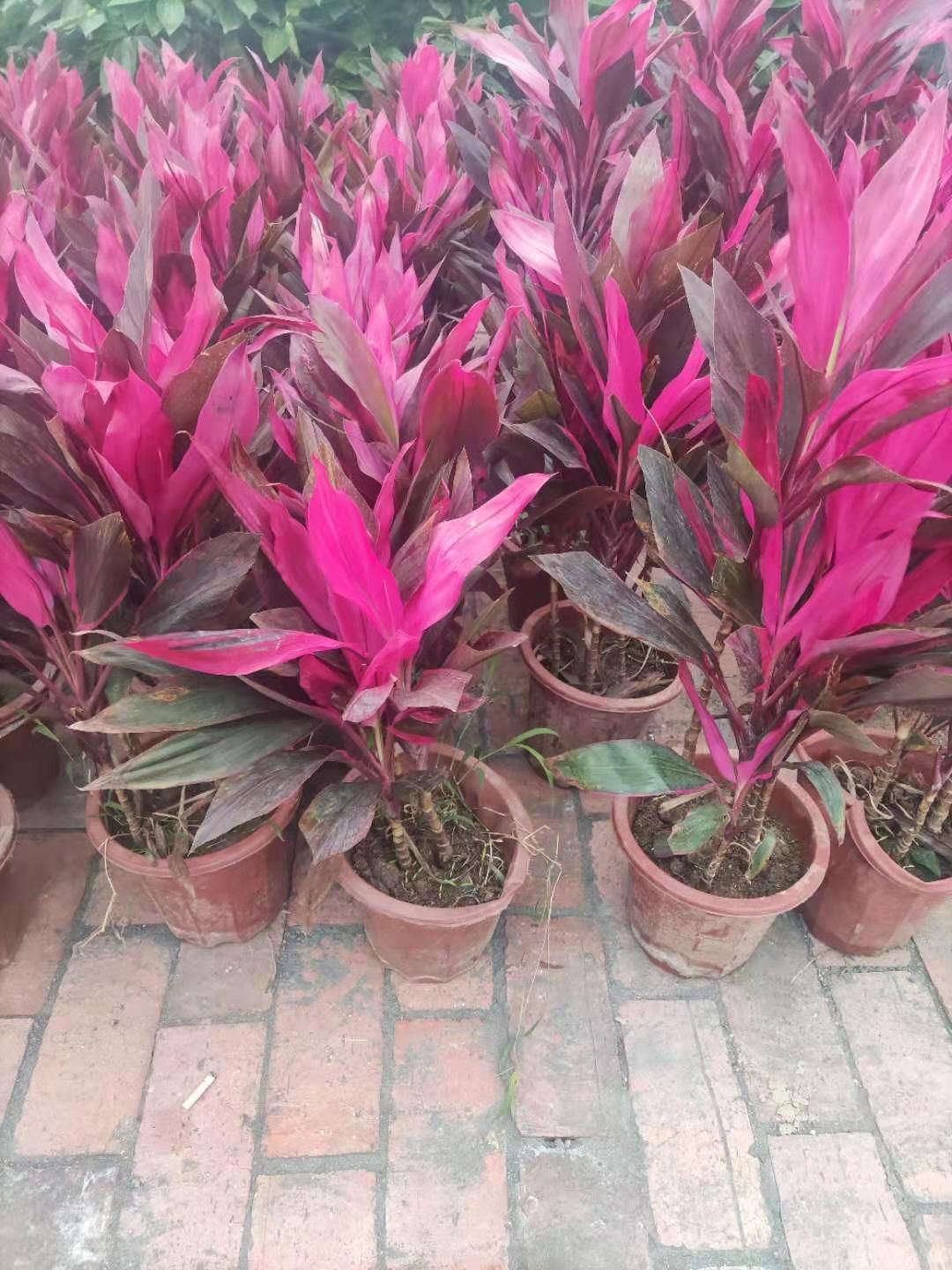 苏铁  基地直供发货室内室外四季常青绿植景观盆景盆栽红铁