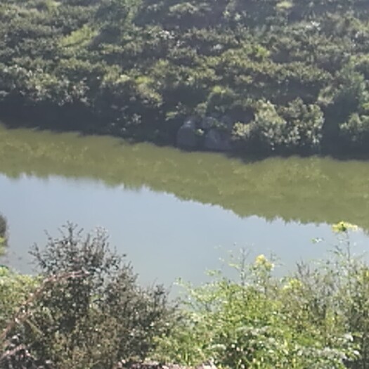 海阳市荒地  林地  烟台林地+水库梯田转出租或流转