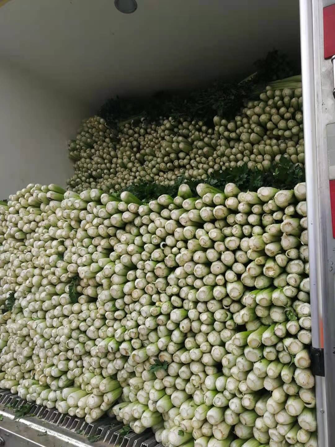 西芹  芹菜  需要搞快联系