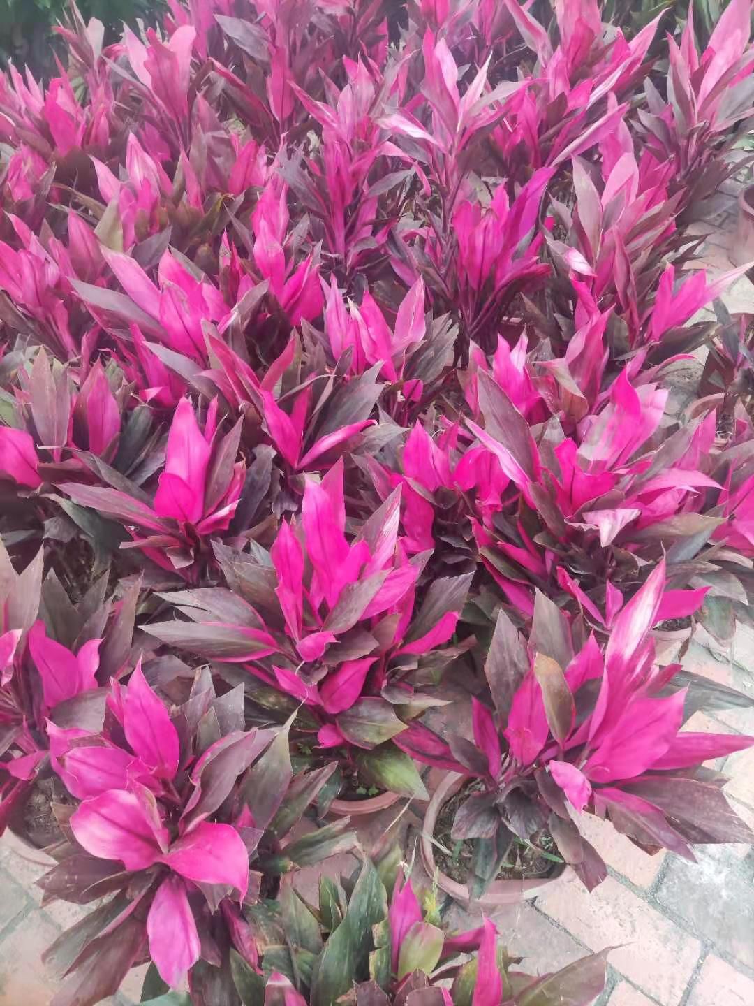 苏铁  基地直供发货室内室外四季常青绿植景观盆景盆栽红铁