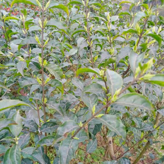 筠连县新白茶  苦丁新茶一级