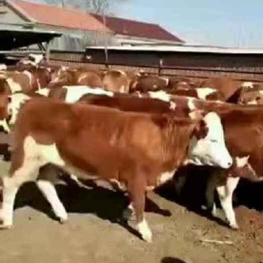 肉牛基地现售大小西门塔尔肉牛