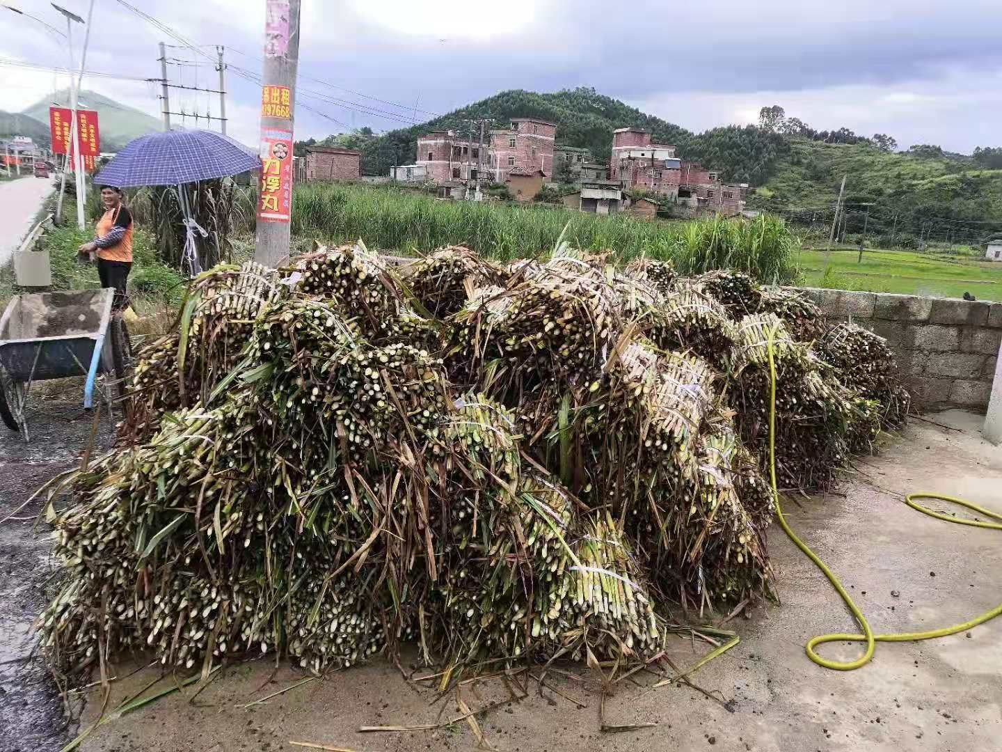 甜象草种子  新型皇竹草，甜象草草节