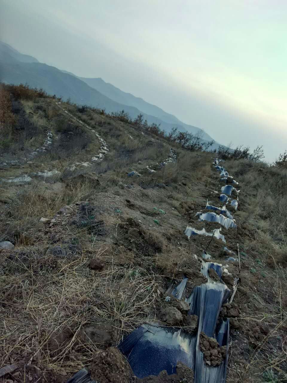 荒地  林地  烟台林地+水库梯田转出租或流转
