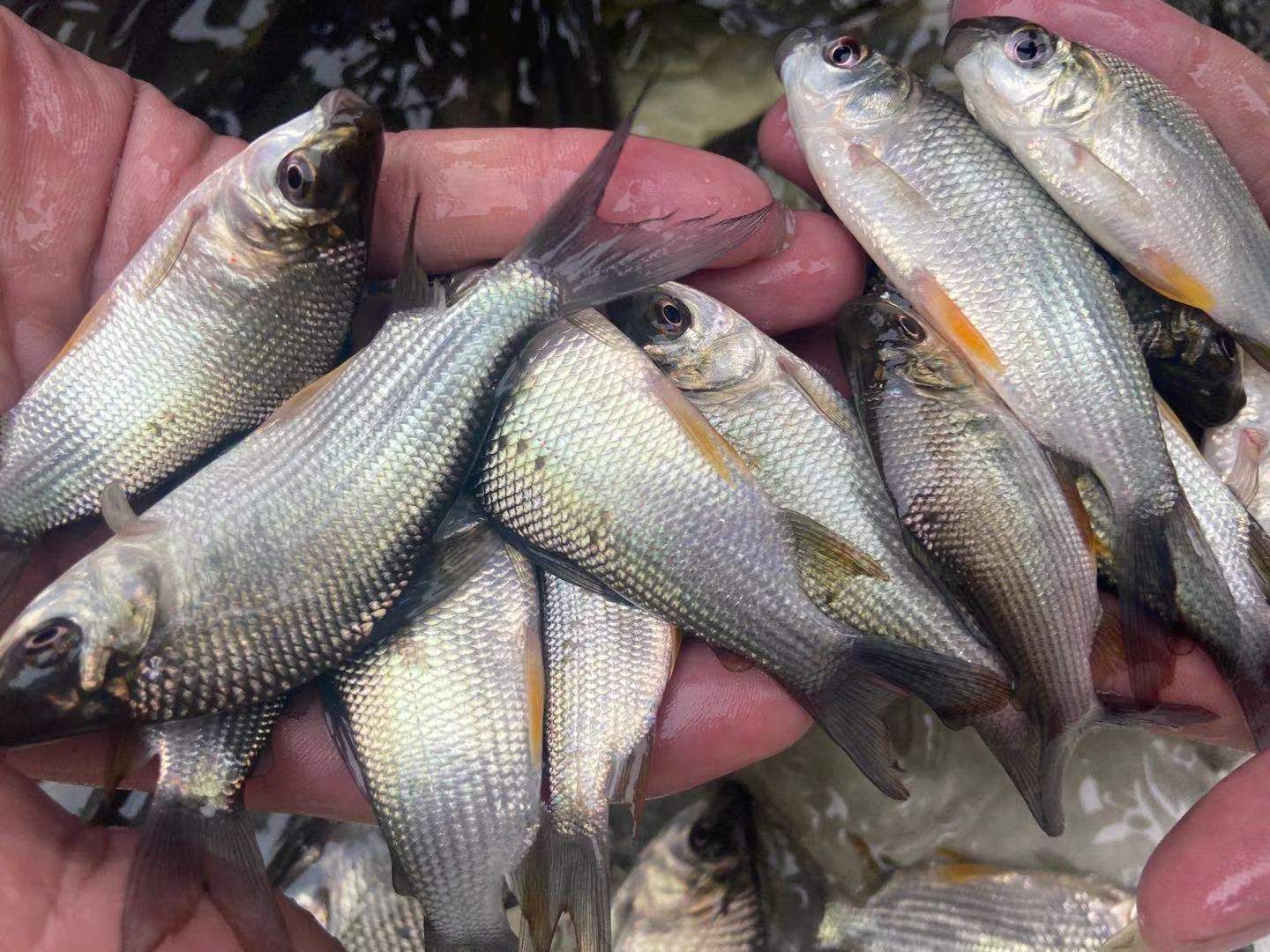 鳊鱼苗，武昌鱼苗，家族鱼苗一手货源，量大从优包送到塘口。。