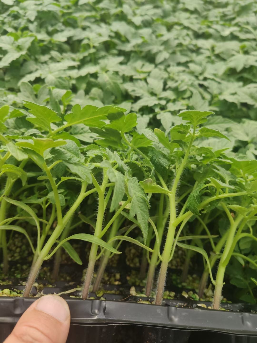 毛粉番茄苗  软粉草莓西红柿苗水果番茄铁皮绿腚鹰爪柿子种苗供应