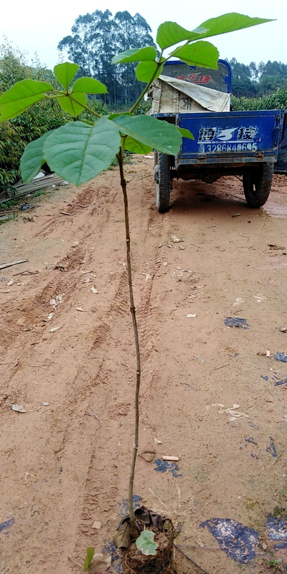 黄花风铃木  黄花风铃苗、绿化树苗