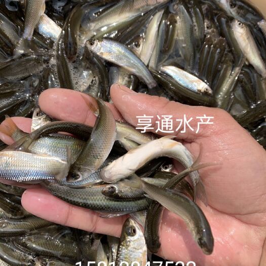 广州土鲮鱼苗，自产自销，量大从优，可以送货上门
